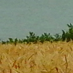 natxa