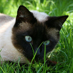 pitouzette