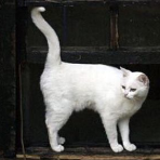 Blanco72