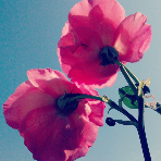 BlueHydrangea