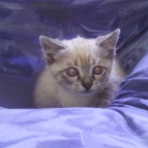 Nanyboum