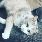 LELE18