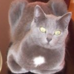 Milou51300