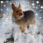 speedie