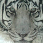 lealilouti