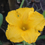 reglisse3117