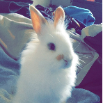 Nala24