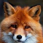 SiliusFox