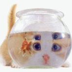 Frisou.Concours