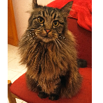 Chatoune4