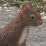 liloube2