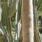 Bleu_Majorelle