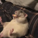 ratoutinou