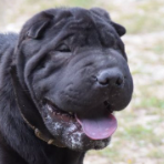 Oxoleplusbeaudespasbeaux