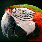 cortofan