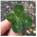 LuckyMarie