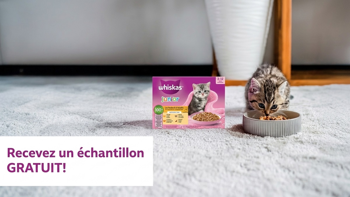 Bon plan: Échantillon gratuit Whiskas pour votre chaton : comment le commander